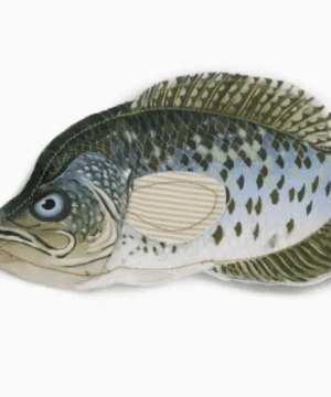 Denim Crappie