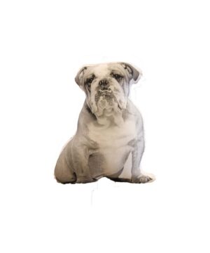 Bulldog Pillow