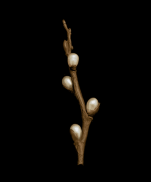 Pussy Willow Brooch